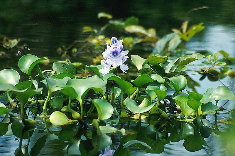 A water hyacinth plant with offsets. Image credit: Ted Center/Public domain A water hyacinth plant with offsets. Image credit: Ted Center/Public domain
