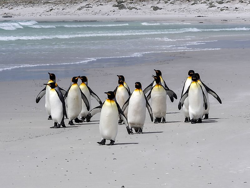 #2 King penguin