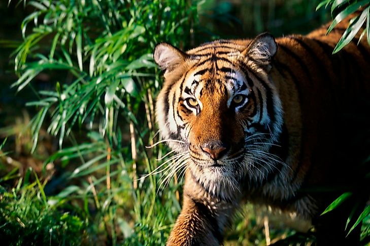 #4 Bengal Tiger