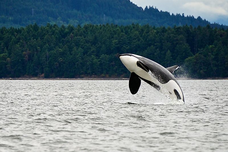 A killer whale on the west coast of Canada. A killer whale on the west coast of Canada.