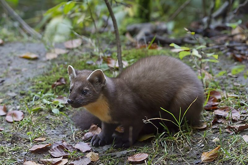 #3 European Pine Marten