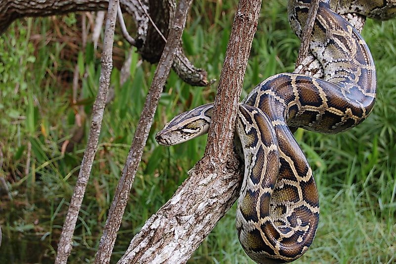 #2 Burmese python