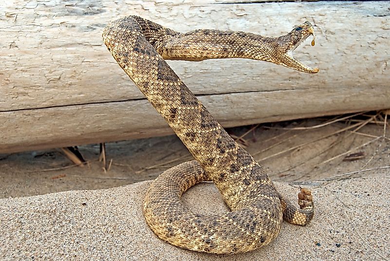 A rattlesnake strikes only when agitated or in self-defence. Image credit: Maria Dryfhout/Shutterstock.com A rattlesnake strikes only when agitated or in self-defence. Image credit: Maria Dryfhout/Shutterstock.com