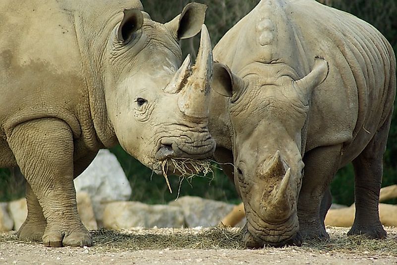 #6 Rhinoceros