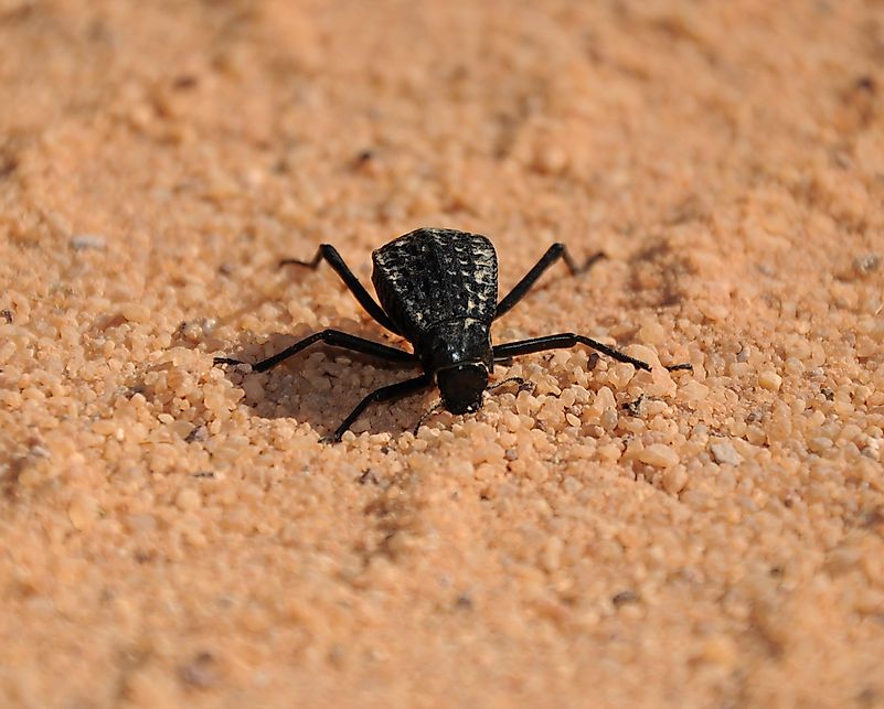 Tenebrionidae beetle Tenebrionidae beetle