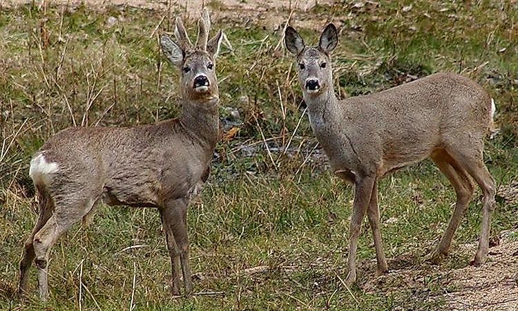 #5 Roe Deer -