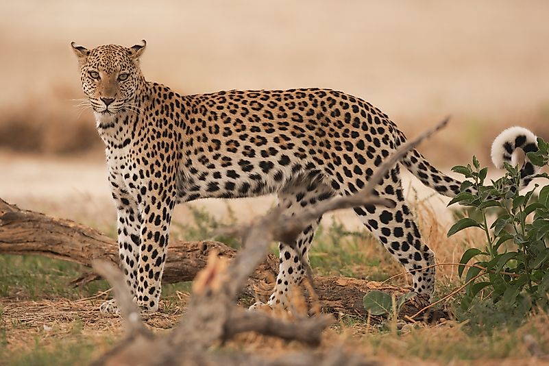#3 Leopard