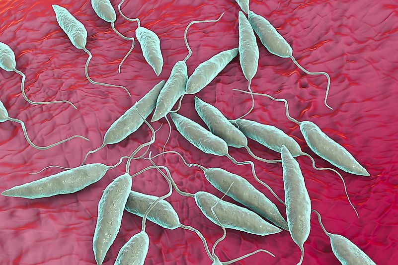 Promastigotes of Leishmania parasite which cause leishmaniasis. Promastigotes of Leishmania parasite which cause leishmaniasis.