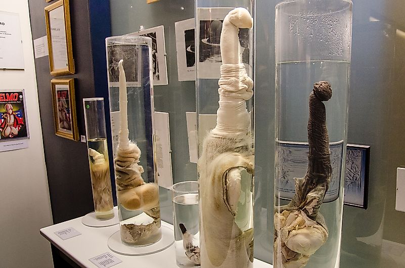 There are over 200 hundred penises, and parts of them, from different species found on Earth. There are over 200 hundred penises, and parts of them, from different species found on Earth.