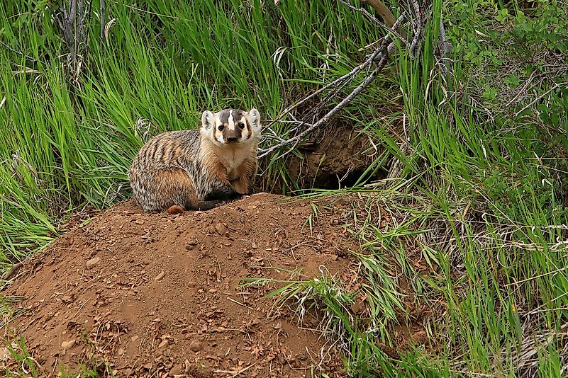 #8 Badger