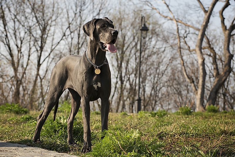 #1 Great Dane
