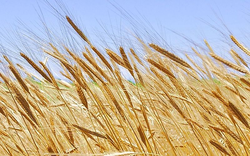 #2 Einkorn wheat