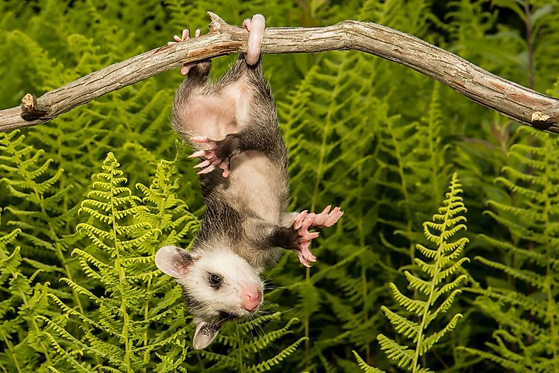 Opossum hanging from a branch. Opossum hanging from a branch.
