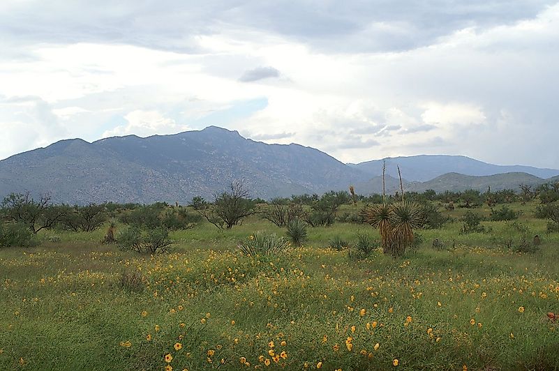 #6 Rincon Mountain District