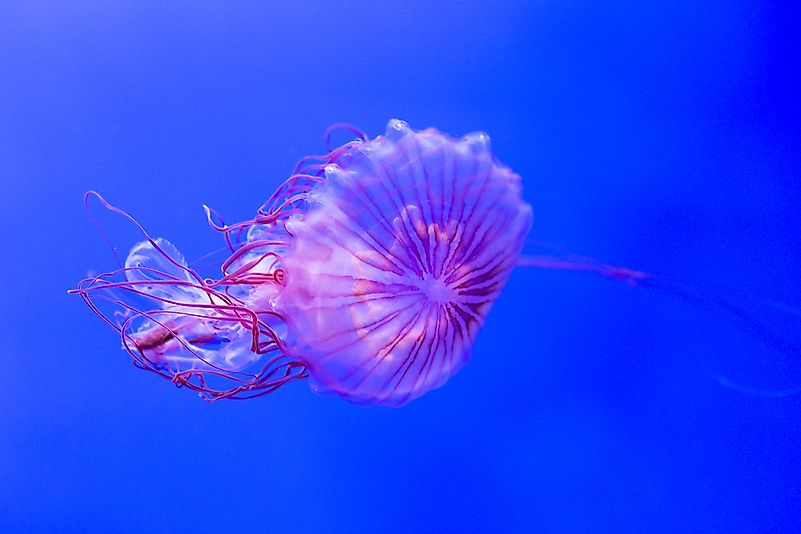 #3 Sea Nettle