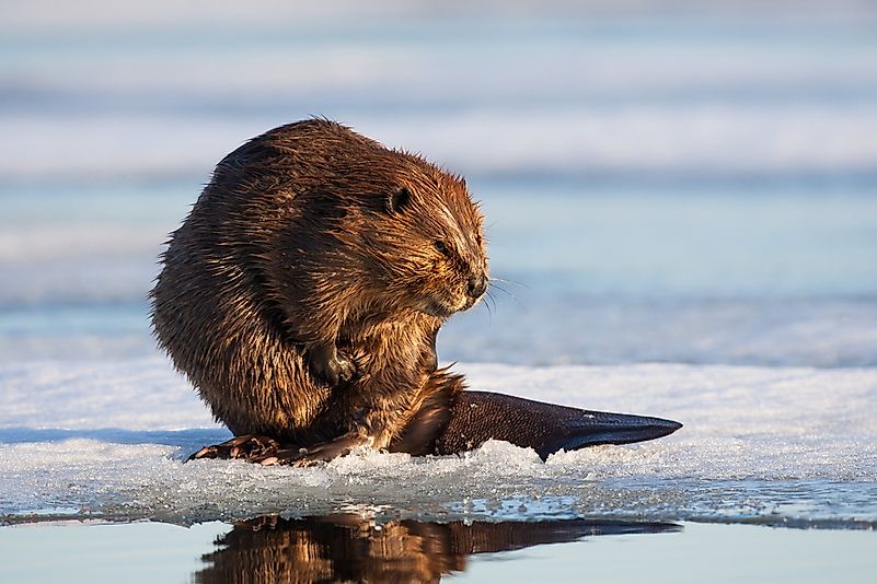 #2 Beaver