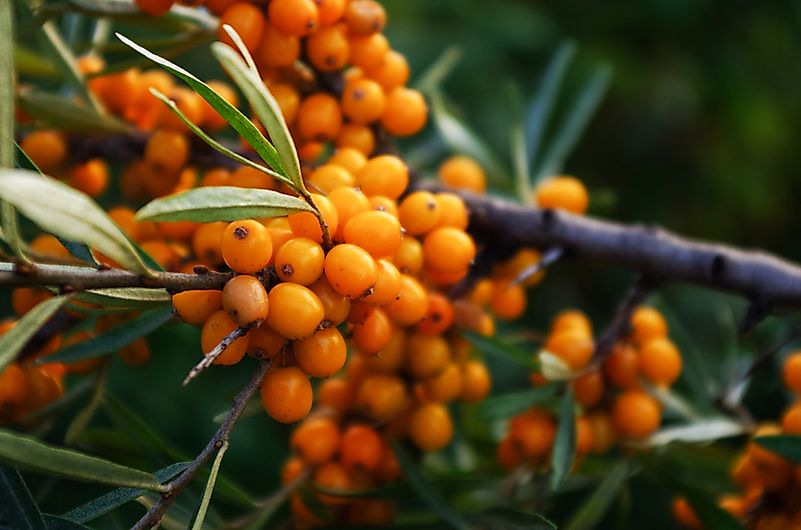 Buckthorn berries. Buckthorn berries.