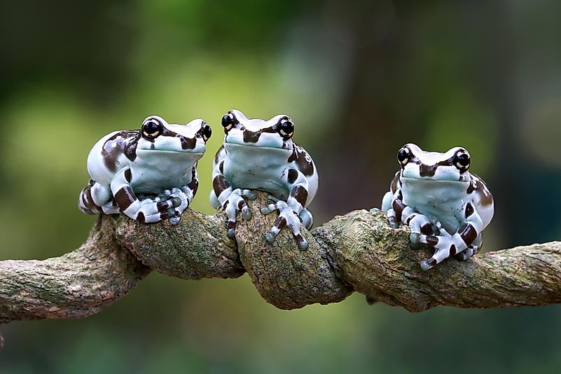 Once the female lays around 2,500 eggs and the male proceeds with fertilization, the eggs hatch after just 24 hours. Once the female lays around 2,500 eggs and the male proceeds with fertilization, the eggs hatch after just 24 hours.