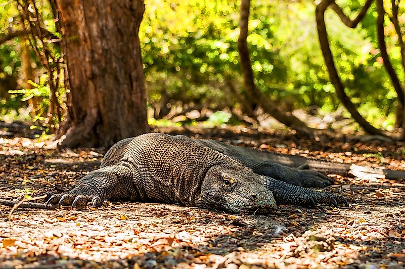 #7 Komodo National Park, Indonesia