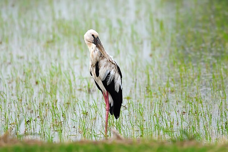 #5 Oriental Stork
