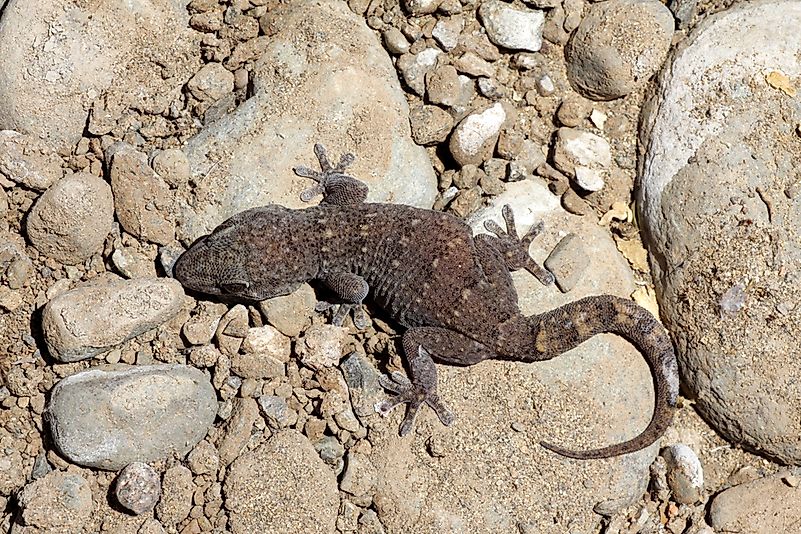#8 Endemic Geckos