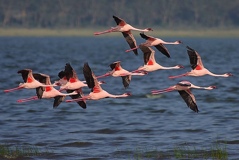 #2 Lesser Flamingo