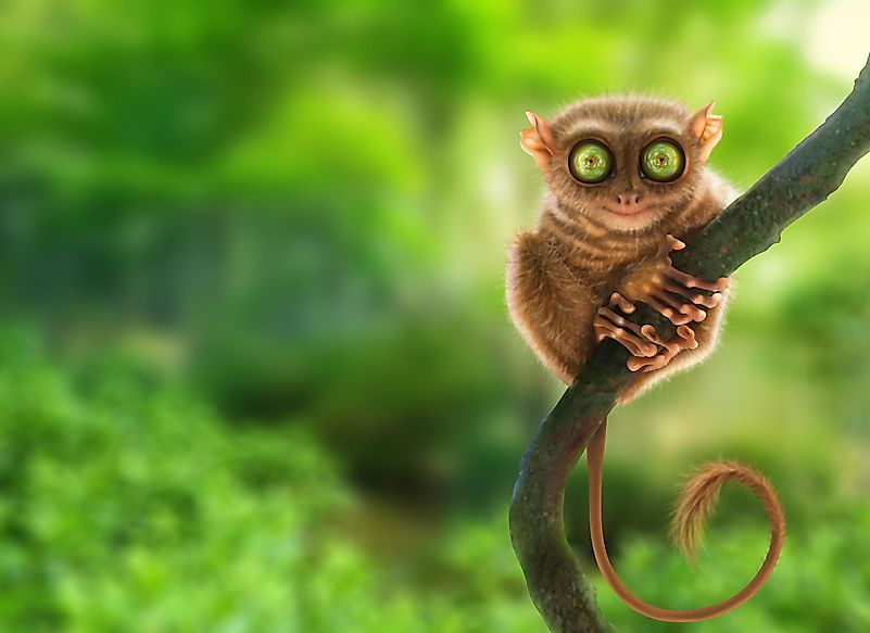 Tarsiermonkey Tarsier monkey