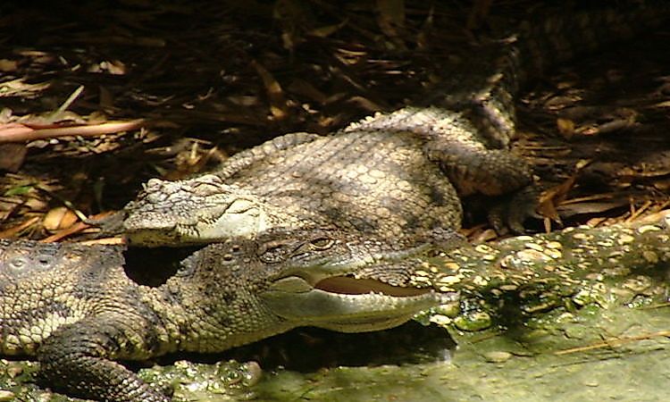 #12 Siamese crocodile -