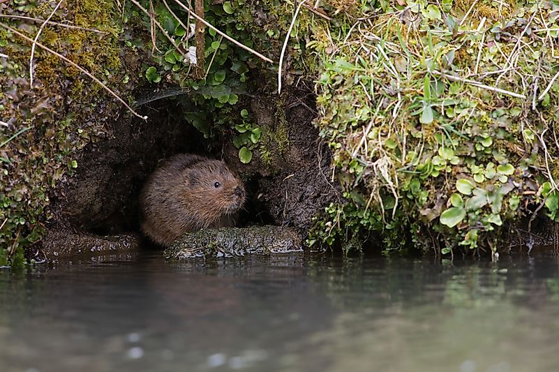 #9 European Water Vole