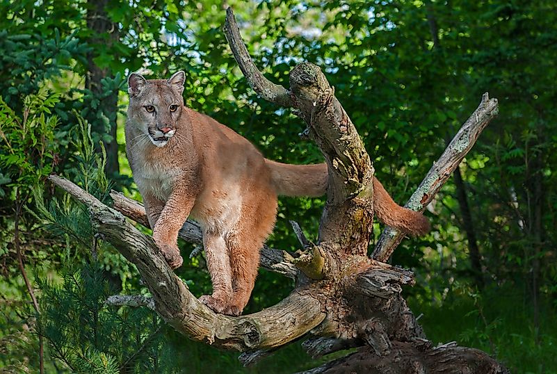 #9 Cougar