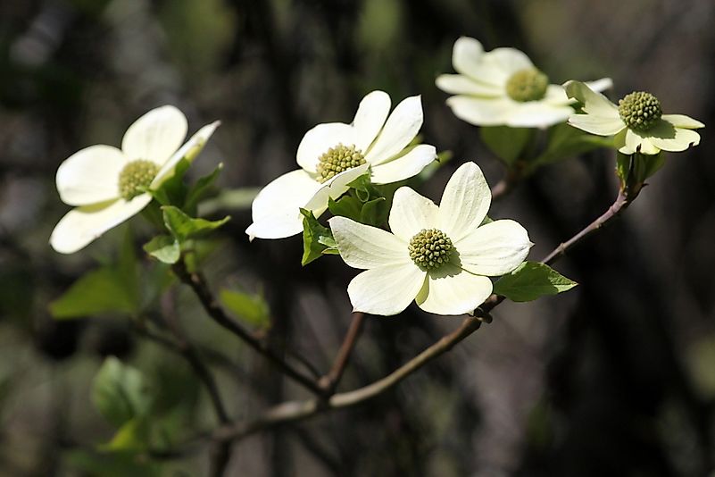 The pacific dogwood flower. The pacific dogwood flower.