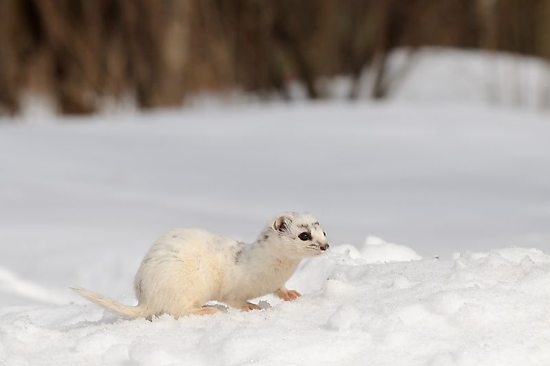 #7 Arctic Weasel