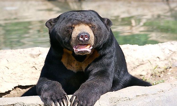 #8 Sun Bear -