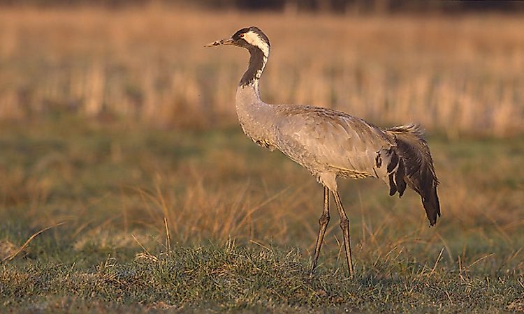 #3 Migratory Birds In The Arabian Desert -