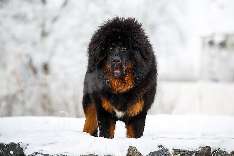 A Tibetan mastiff. A Tibetan mastiff.