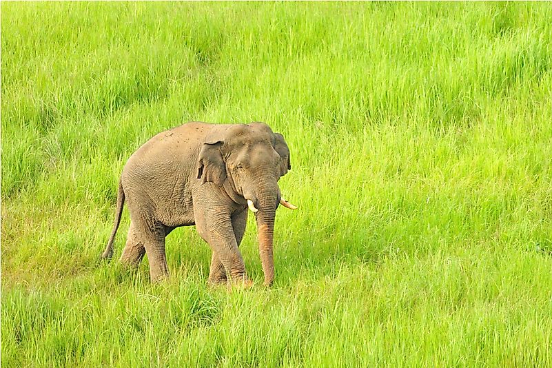 #2 Asian Elephant