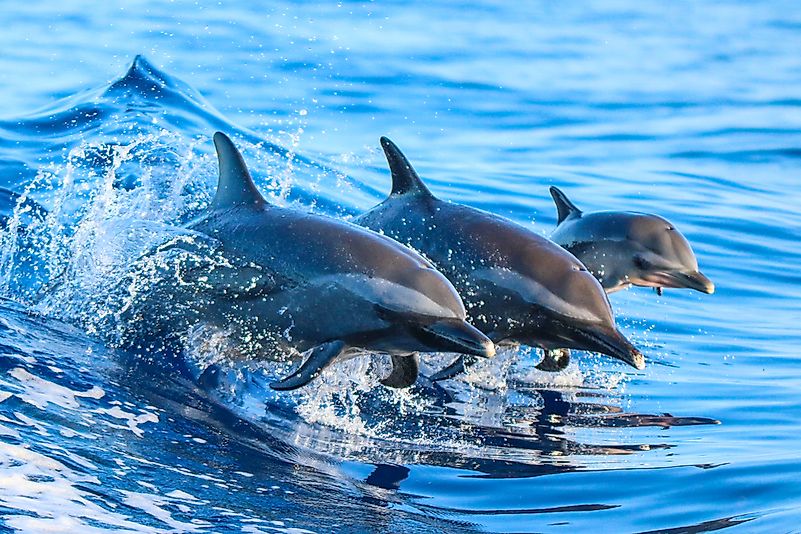 Dolphins in the wild in Hawaii. Dolphins in the wild in Hawaii.