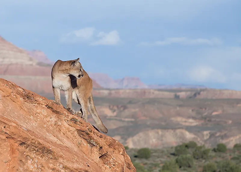 #4 Mountain lion