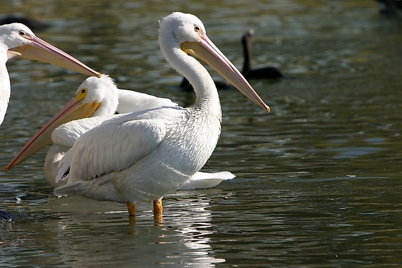 An American white pelican. An American white pelican.