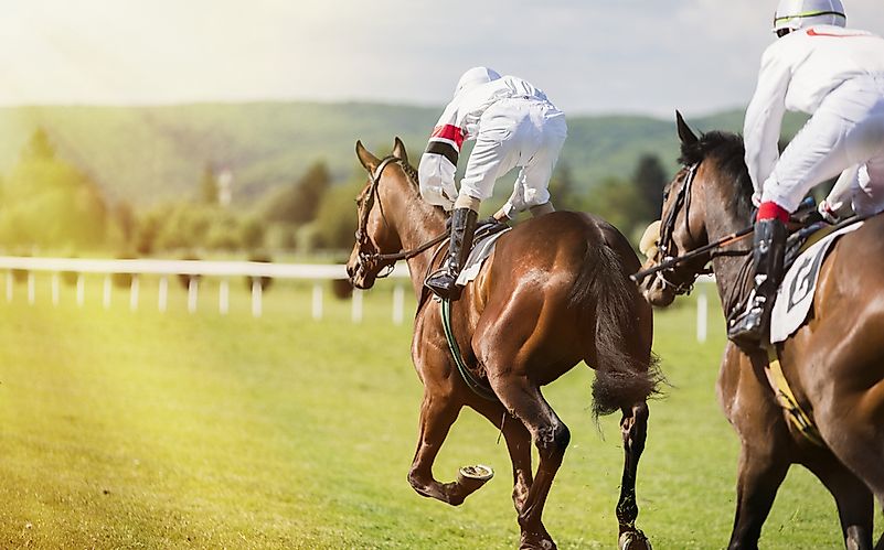 Horse jockeys racing horses. Horse jockeys racing horses.