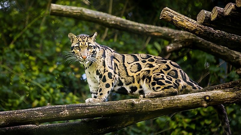 #8 Clouded Leopard
