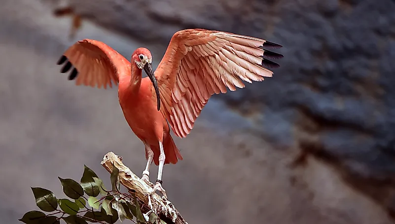 #9 Scarlet ibis