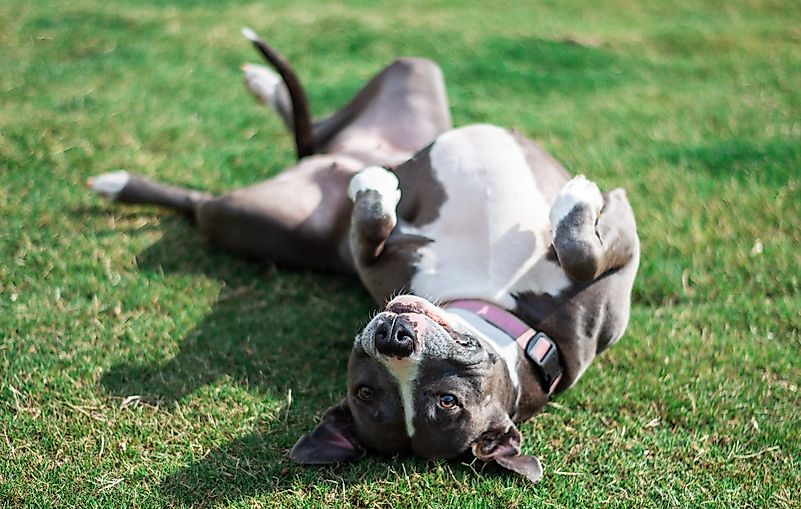 Pit bulls can be just as adorable as any other types of dogs. Image credit: Timothy Perry on Unsplash Pit bulls can be just as adorable as any other types of dogs. Image credit: Timothy Perry on Unsplash