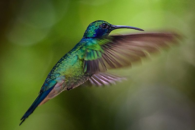 #4 Hummingbird