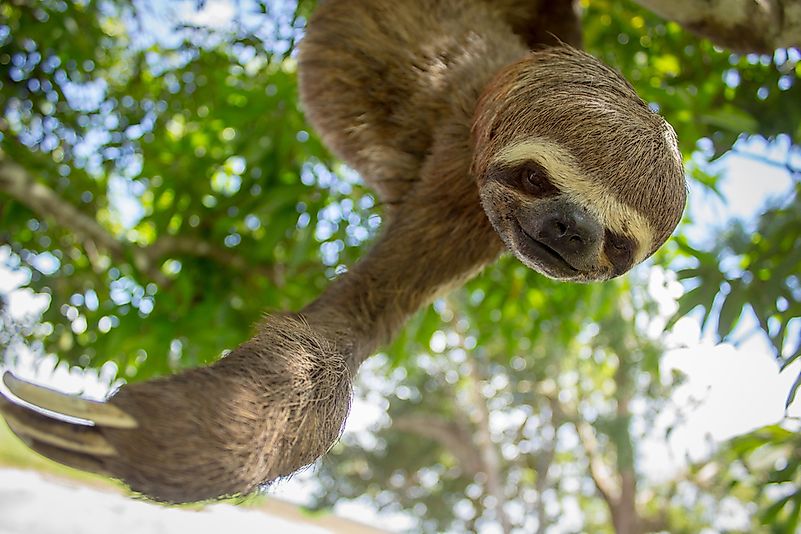 #8 Three-toed sloth