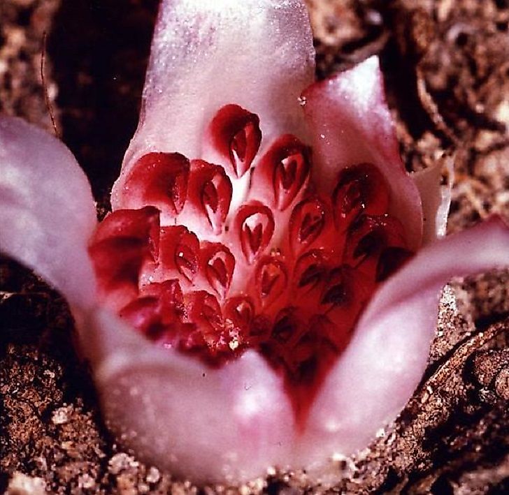 #7 Western Underground Orchid