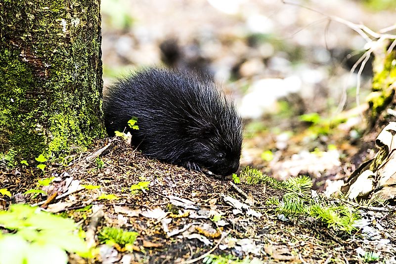 #3 Porcupine