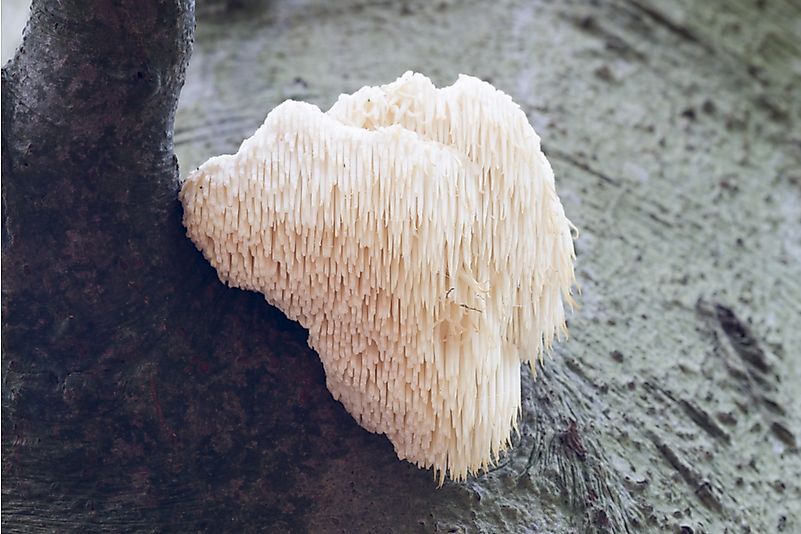 #3 Lion’s Mane Mushrooms (Hericium erinaceus)
