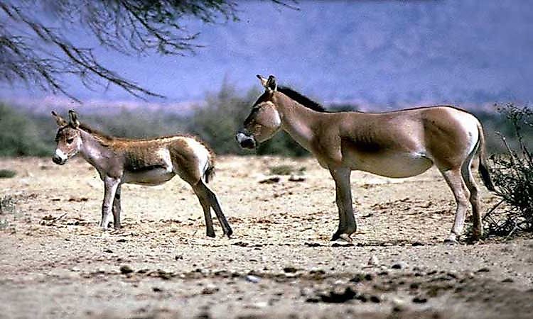 #6 Mongolian Wild Ass -