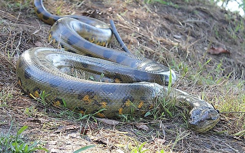 #1 Green Anaconda